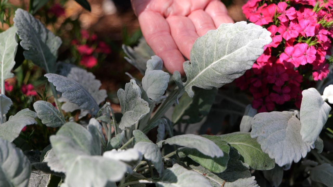 Hand reaching toward silvery gray plant leaves beside pink flowers.